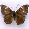 Baron Euthalia garuda